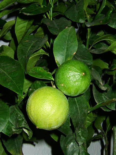 bergamot wiki.